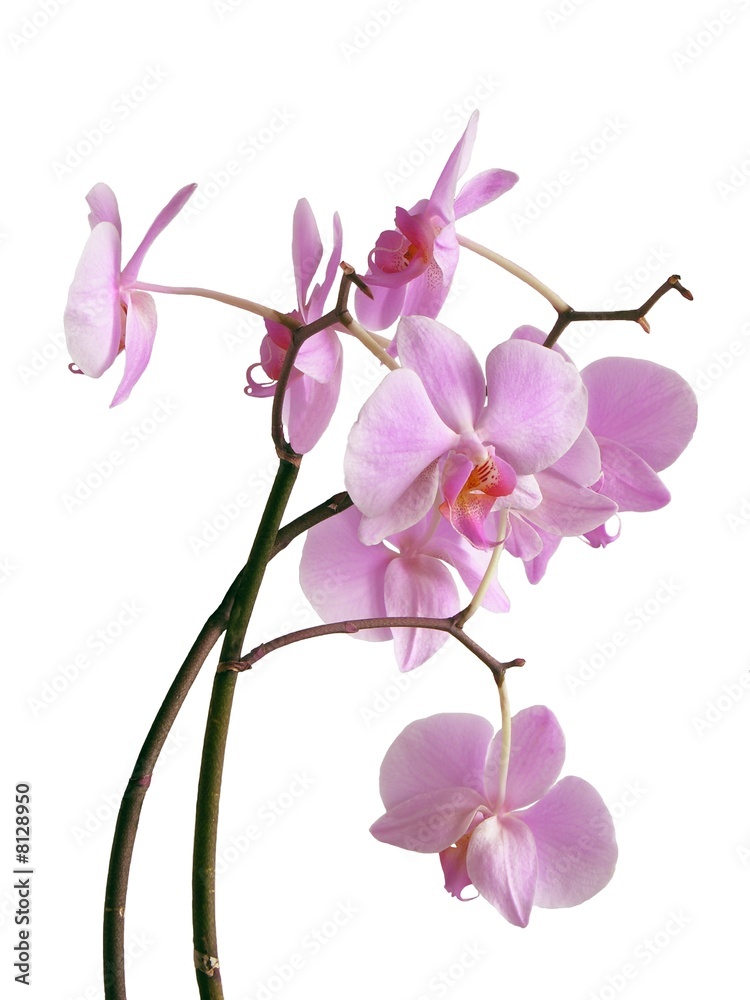 posy of lila orchid flowers posy of lila orchid flowers