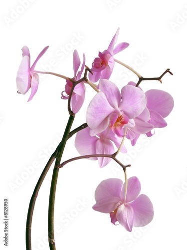 Fototapeta Naklejka Na Ścianę i Meble -  posy of lila orchid flowers