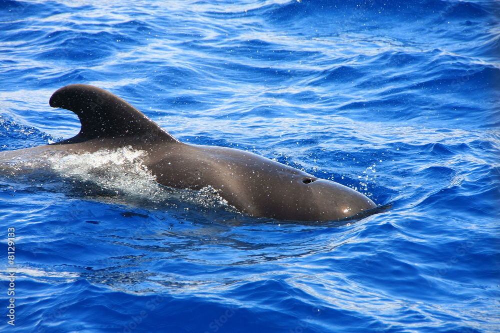 Obraz premium Calderón tropical