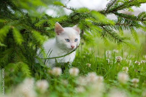 White kitten photo