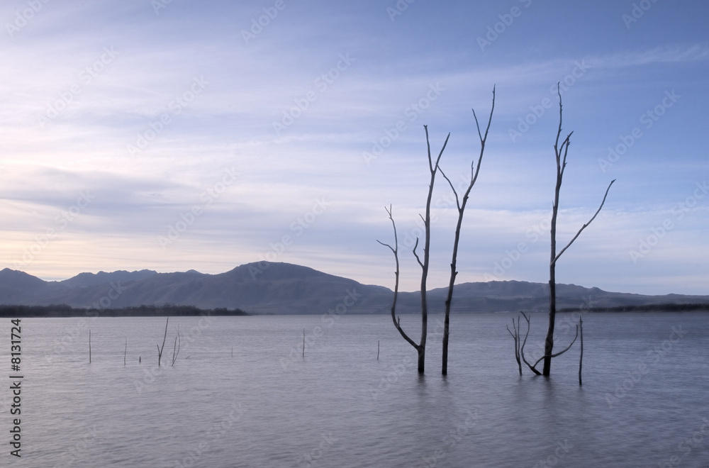 Dead trees in the water Dead trees in the water