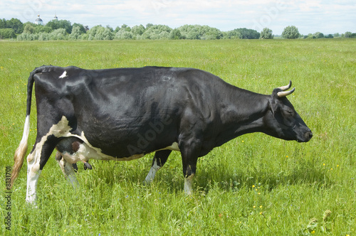 Fotografie cow