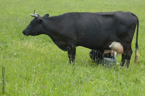 Bilde på lerret cow