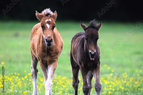Fototapeta New Forest Ponies