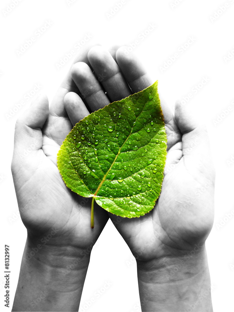 green leaf at female hands - obrazy, fototapety, plakaty 