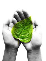 Green leaf at female hands, concept eco earth day