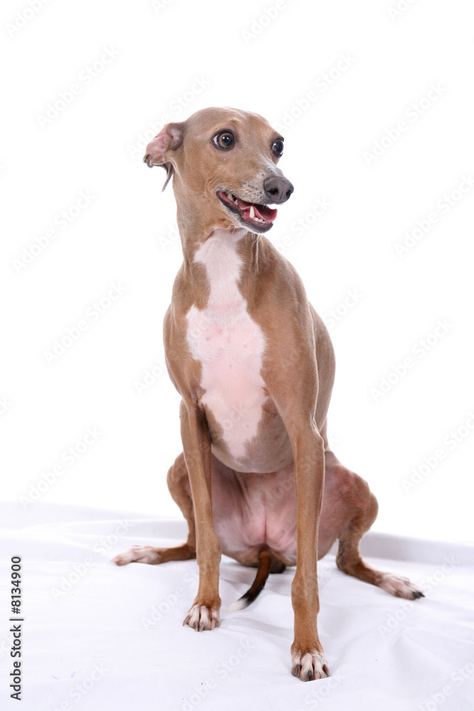 Italian greyound dog sitting on a white background