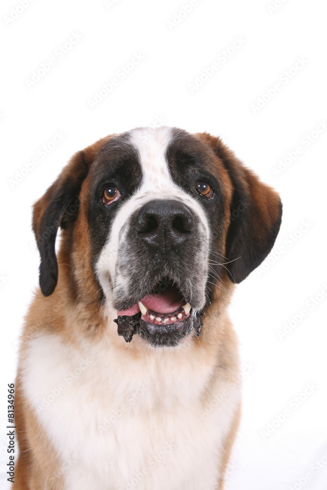 Portrait of a Saint Bernard against a white background.