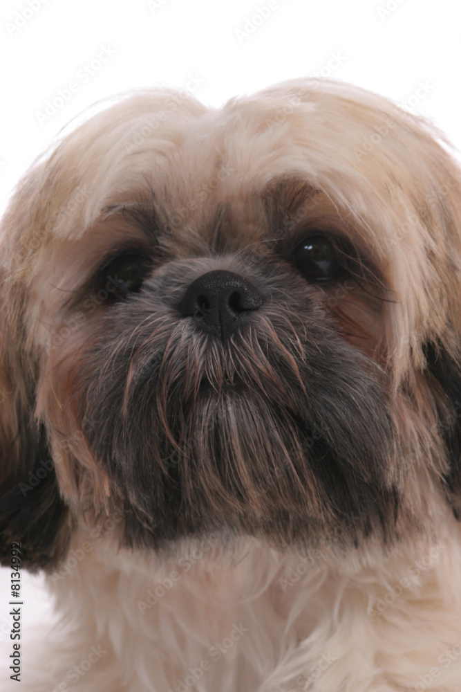 Cute Shiatsu dog's face close up.