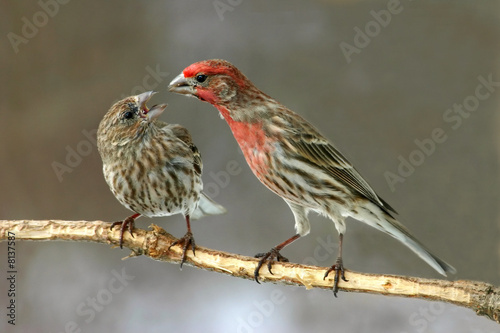 Fotografía House Finch Feeding