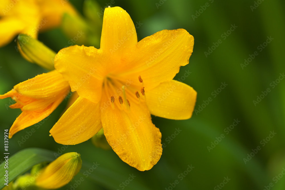 Beautiful hemerocallis flower Beautiful hemerocallis flower