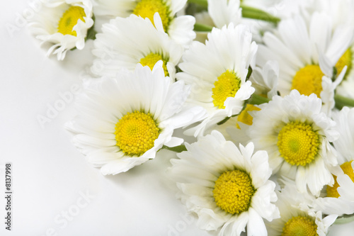 White daisies