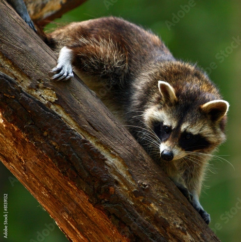 Waschbär