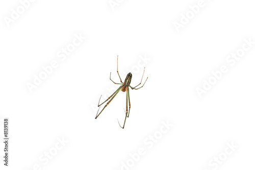 spider on white