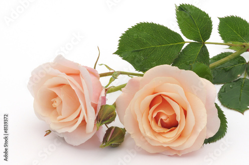 Peach color rose isolated on white background