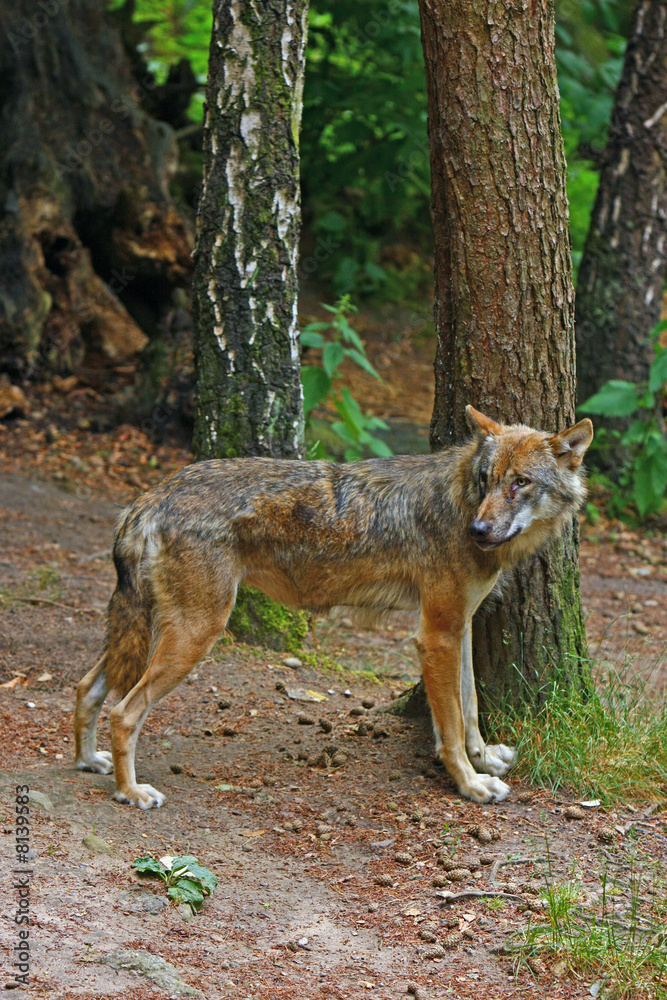 Fototapeta premium Wolf