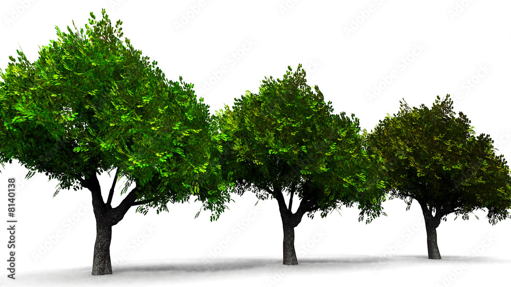 Obraz premium les arbres et les verts