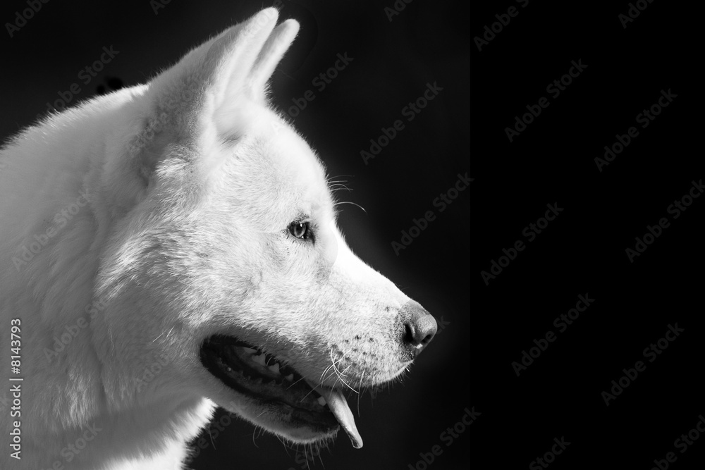 Obraz premium American akita head