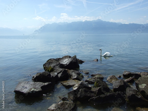 Lac Léman et cygne