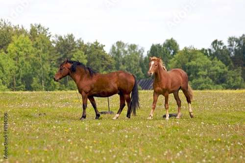 Horses family