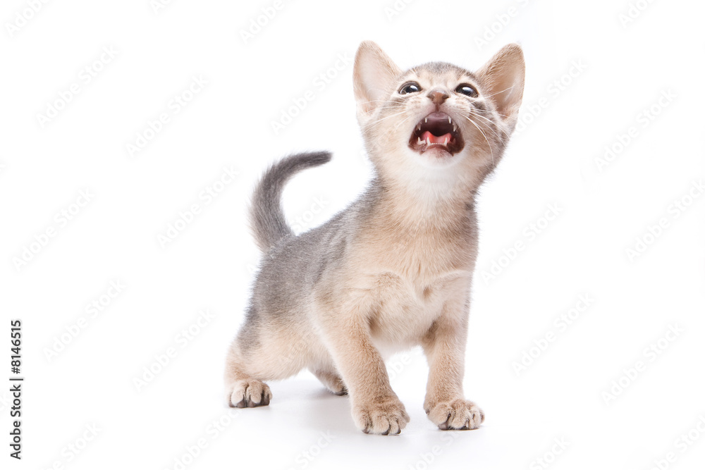Obraz premium Abyssinian kitten on white background