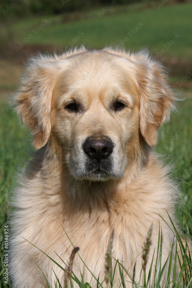 portrait de golden retriever