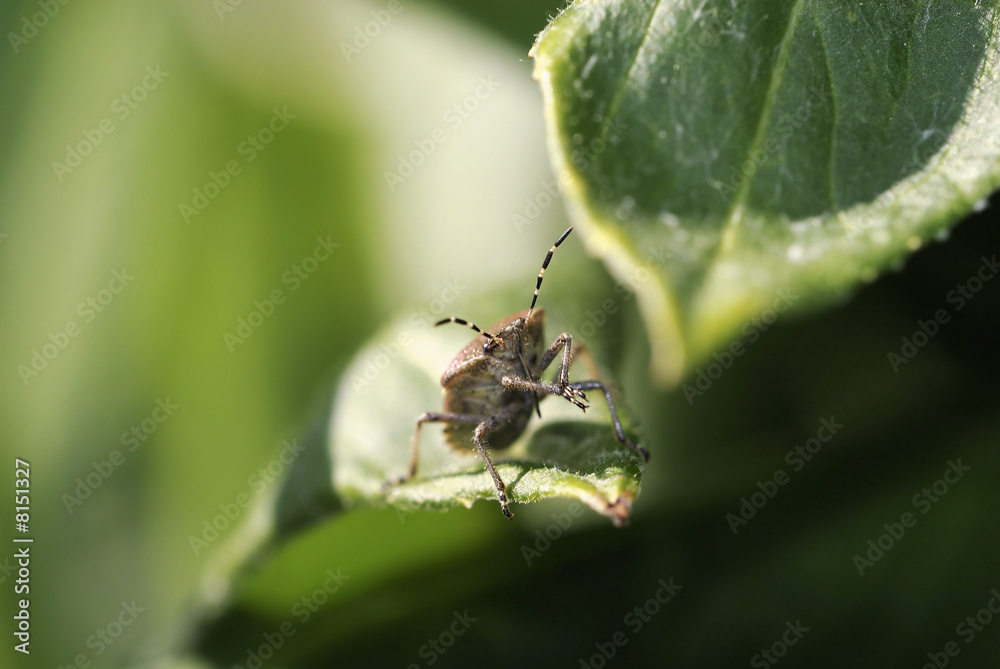 Naklejka premium Sloe Bug portrait