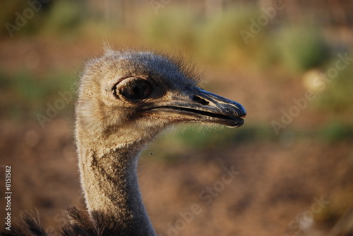 Ostrich