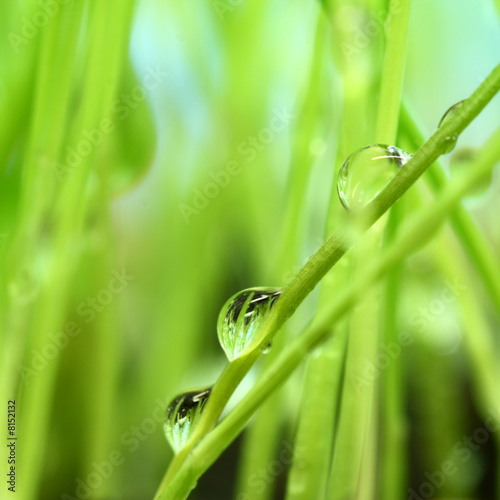 Morning dew on the green grass © Alex Rozhenyuk
