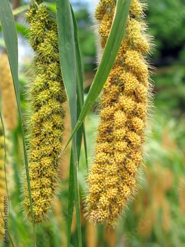 Ripe Millet Heads