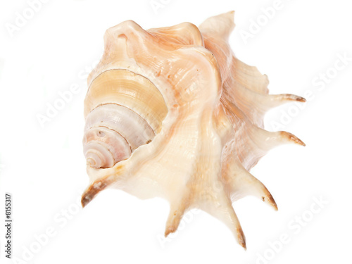 seashell (Lambis Lambis)