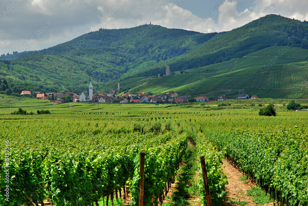 Vignoble en Alsace