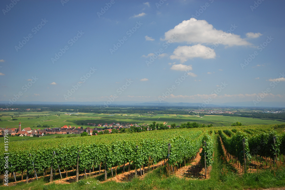 Les vignes en Alsace