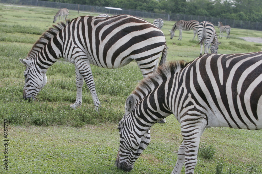 Obraz premium zebras eating