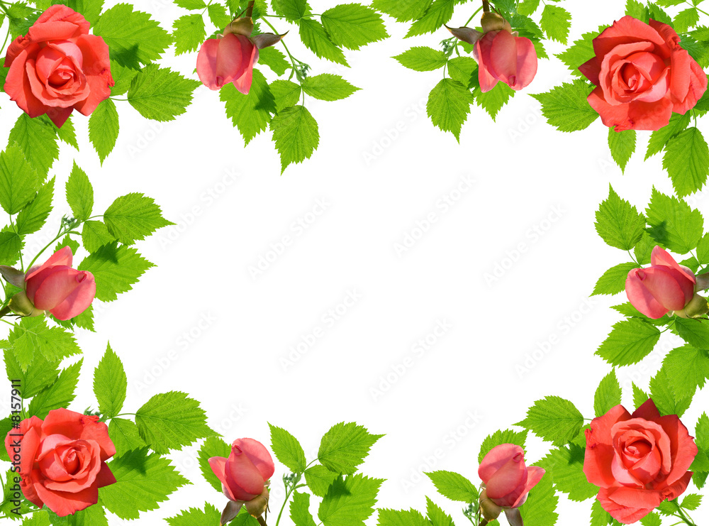 green leaflets and roses green leaflets and roses