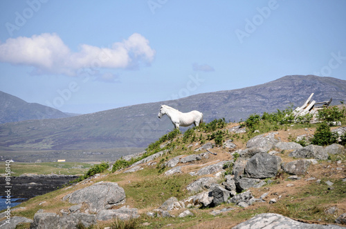 wild horses