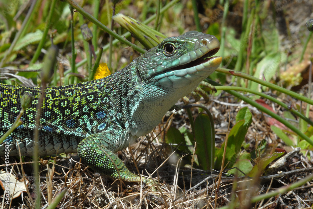 lagarto ocelado lagarto ocelado