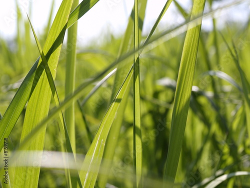 grass