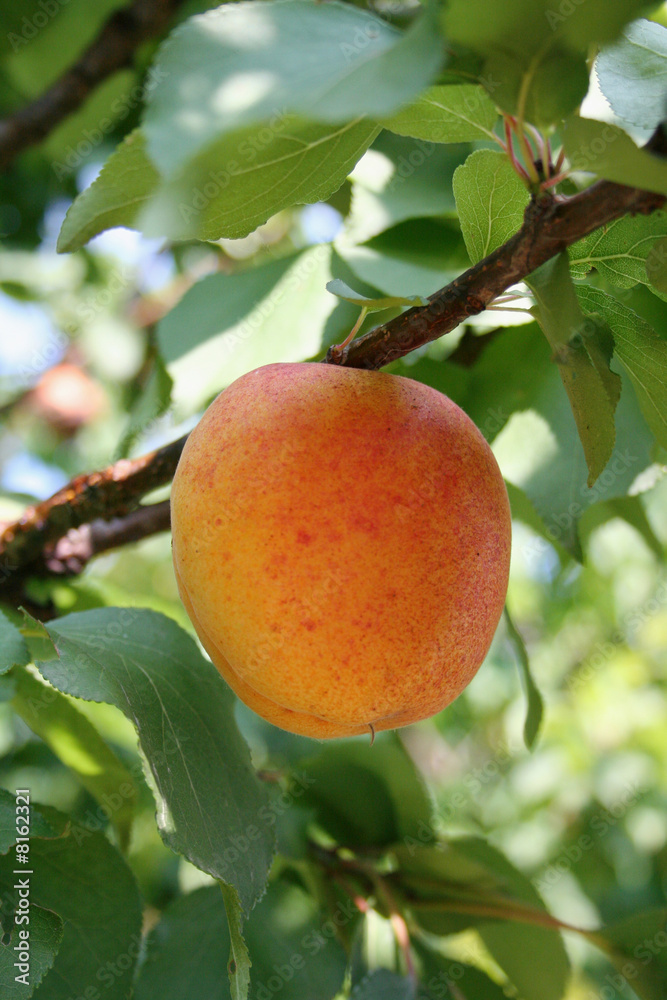 albero di albicocche