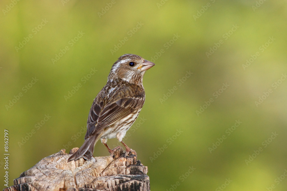 Female Purple Finch