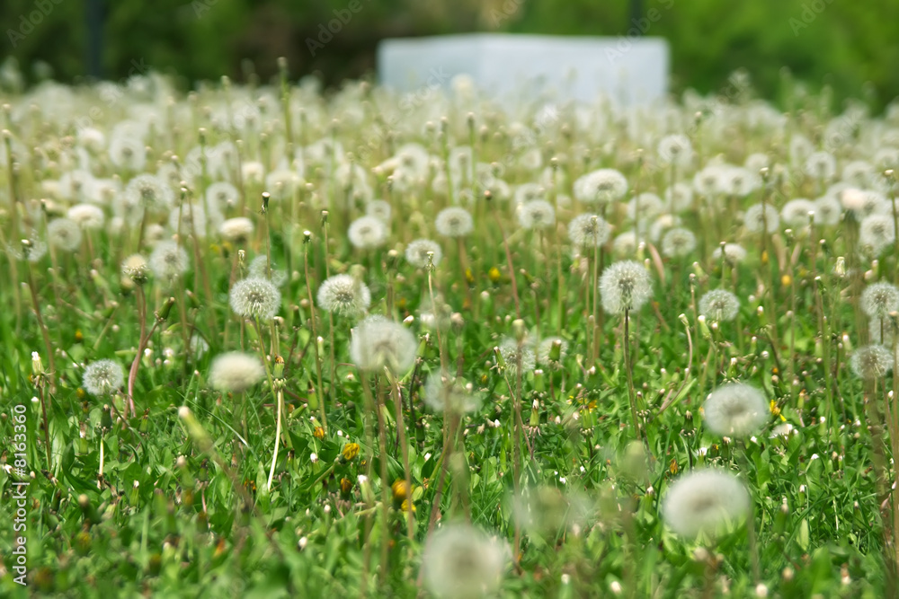 Dandelions