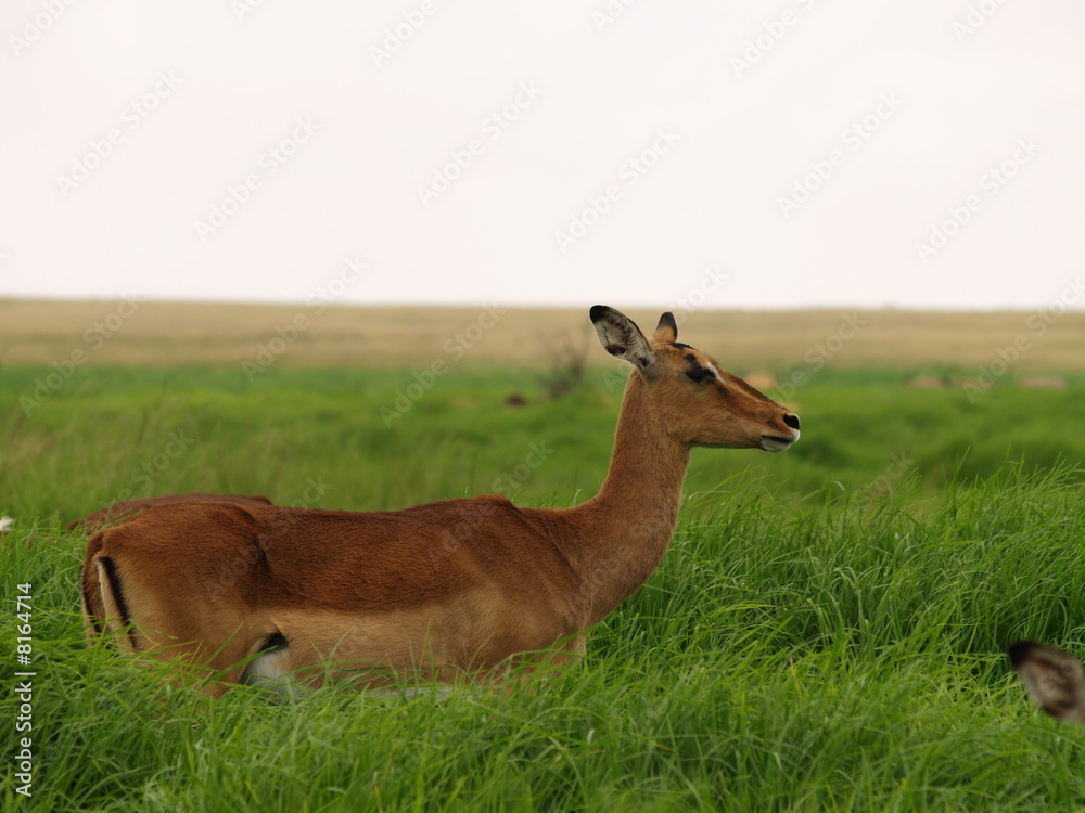 Obraz premium OLYMPUS DIGITAL CAMERA