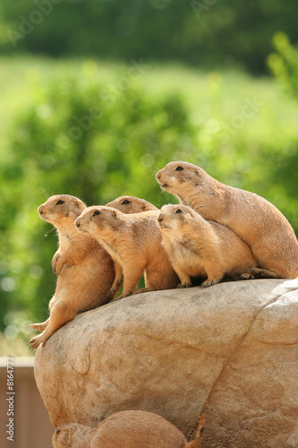 Prairie dogs on rock © Jaren Wicklund