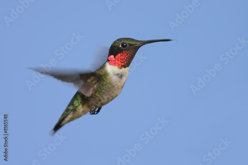 Ruby-throated Hummingbird (archilochus colubris) 