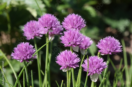 Lilac flower onions