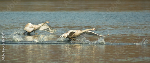 cygnes photo