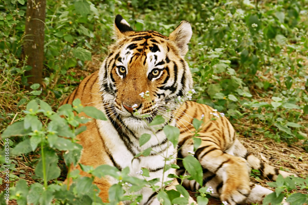 Obraz premium Royal Bengal Tiger India