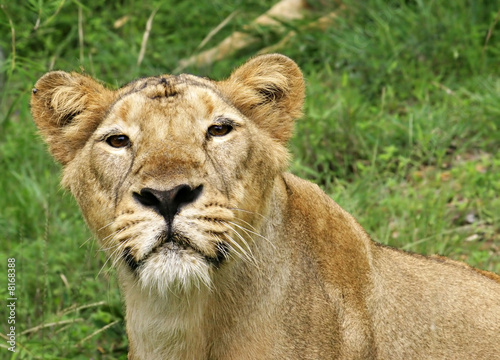Lioness in close view