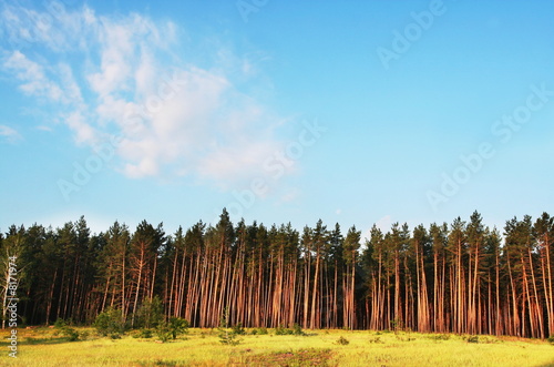 Pines in forest