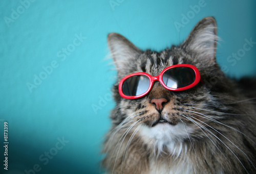 Cool Cat #3